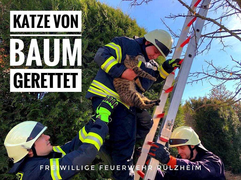 Die Katze bei der Rettung