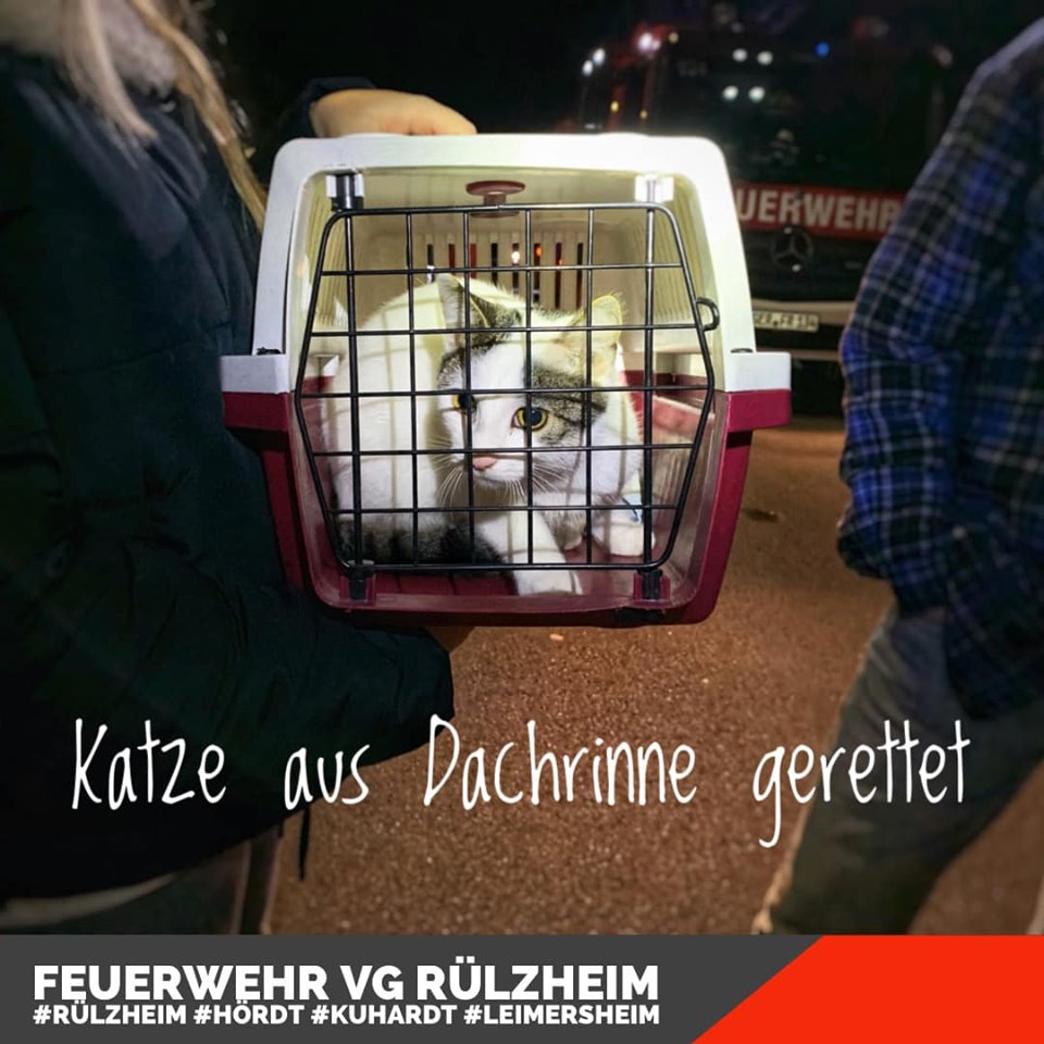 Katze nach der Rettung