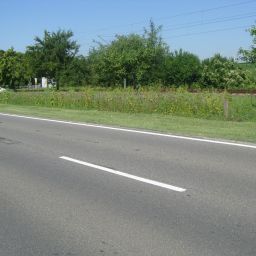 Foto von blühenden Pflanzen