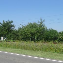 Foto von blühenden Pflanzen