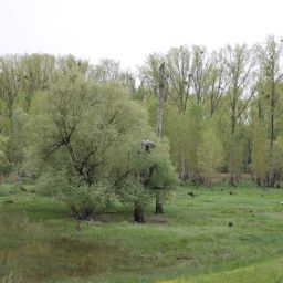 Bilder vom Rheinauenvorland