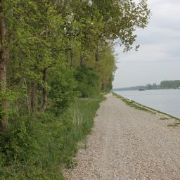 Bilder vom Rheinauenvorland