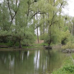 Bilder vom Rheinauenvorland