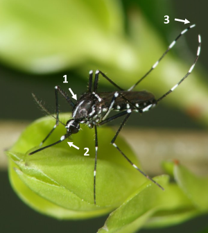 Tigermücke_Merkmale