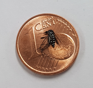 Tiger_Cent